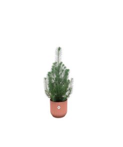 Kombipaket – Pinus pinea (Italienische Steinkiefer) inklusive Elho Vibes Fold Round Rosa – ↕ 50 cm – Ø 18 cm