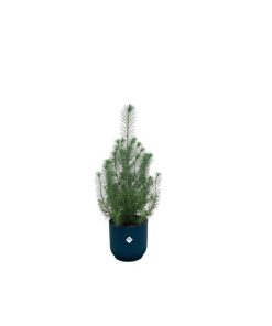 Kombipaket – Pinus pinea (Italienische Steinkiefer) inklusive Elho Vibes Fold Round Blau – ↕ 50 cm – Ø 18 cm