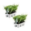 12x Ilex crenata ‚Jenny‘ (Japanische Stechpalme ‚Jenny‘) – 12 x Ø 7 cm – ↕ 15 cm – 6er-Pack