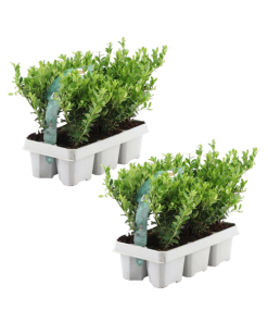 12x Ilex crenata ‚Jenny‘ (Japanische Stechpalme ‚Jenny‘) – 12 x Ø 7 cm – ↕ 15 cm – 6er-Pack