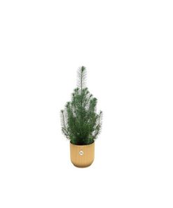 Kombipaket – Pinus pinea (Italienische Steinkiefer) inklusive Elho Vibes Fold Round Gelb – ↕ 50 cm – Ø 18 cm