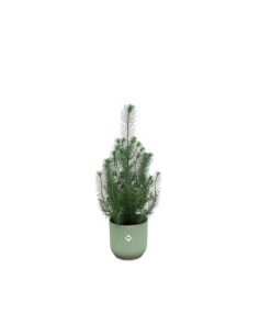 Kombipaket – Pinus pinea (Italienische Steinkiefer) inklusive Elho Vibes Fold Round Grün – ↕ 50 cm – Ø 18 cm