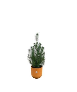 Kombipaket – Pinus pinea (Italienische Steinkiefer) inklusive Elho Jazz Round Amber Yellow (Bernsteingelb) – ↕ 50 cm – Ø 19 cm