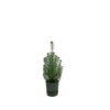 Kombipaket – Pinus pinea (Italienische Steinkiefer) inklusive Elho Greenville Round Grün – ↕ 50 cm – Ø 18 cm