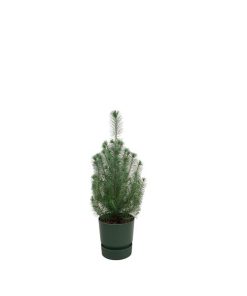 Kombipaket – Pinus pinea (Italienische Steinkiefer) inklusive Elho Greenville Round Grün – ↕ 50 cm – Ø 18 cm