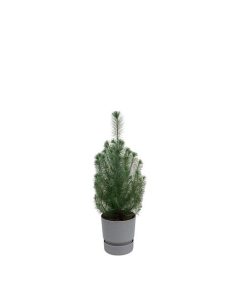 Kombipaket – Pinus pinea (Italienische Steinkiefer) inklusive Elho Greenville Round Grau – ↕ 50 cm – Ø 18 cm