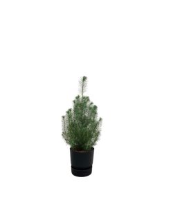 Kombipaket – Pinus pinea (Italienische Steinkiefer) inklusive Elho Greenville Round Schwarz – ↕ 50 cm – Ø 18 cm