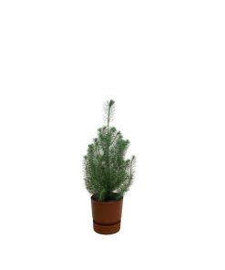 Kombipaket – Pinus pinea (Italienische Steinkiefer) inklusive Elho Greenville Round Braun – ↕ 50 cm – Ø 18 cm