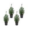 Pinus Paket – 4x Pinus pinea (Italienische Steinkiefer) – ↕ 50 cm