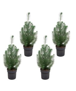 Pinus Paket – 4x Pinus pinea (Italienische Steinkiefer) – ↕ 50 cm