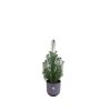 Kombipaket – Pinus pinea (Italienische Steinkiefer) inklusive Elho Jazz Round Lavender Lilac (Lila) – ↕ 50 cm – Ø 19 cm