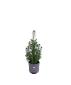 Kombipaket – Pinus pinea (Italienische Steinkiefer) inklusive Elho Jazz Round Lavender Lilac (Lila) – ↕ 50 cm – Ø 19 cm