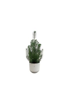 Kombipaket – Pinus pinea (Italienische Steinkiefer) inklusive Elho Jazz Round Weiß – ↕ 50 cm – Ø 19 cm