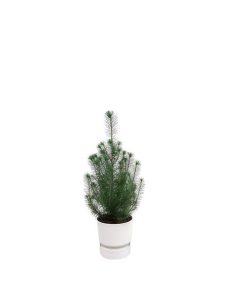 Kombipaket – Pinus pinea (Italienische Steinkiefer) inklusive Elho Greenville Round Weiß – ↕ 50 cm – Ø 18 cm