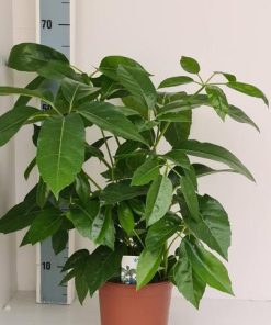 Schefflera Amate (Strahlenaralie Amate) – Ø 19 cm – ↕ 70 cm