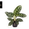 Aglaonema Amazon Silver (Kolbenfaden Amazon Silver) – Ø 12 cm – ↕ 30 cm