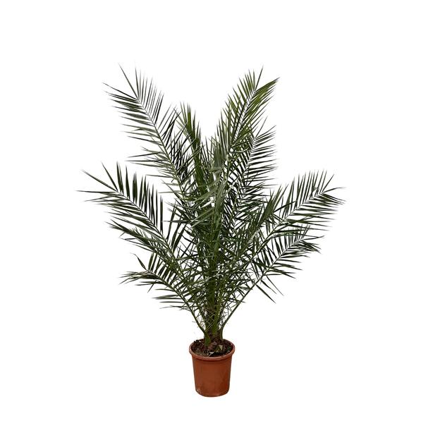 Phoenix canariensis (Kanarische Dattelpalme) – ↕ 180 cm – Ø 24 cm