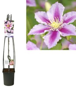 Clematis ‚Piilu‘ (Waldrebe ‚Piilu‘) + Light Label – Ø 23 cm – ↕ 115 cm