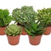 Succulent Mix – 5 Stück – Ø15 cm – ↕20 cm