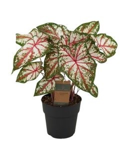 Caladium Tapestry (Tapeten-Caladium) – ↕ 65 cm – Ø 21 cm