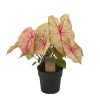 Caladium Autumn Beauty (Herbstschönheit) – ↕ 65 cm – Ø 24 cm