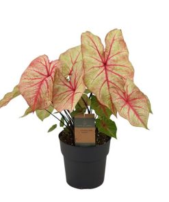 Caladium Autumn Beauty (Herbstschönheit) – ↕ 65 cm – Ø 24 cm