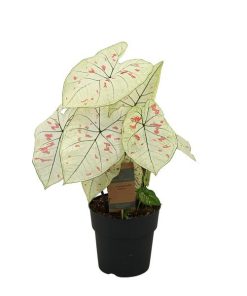 Caladium Strawberry Star (Erdbeer-Stern) – ↕ 65 cm – Ø 21 cm