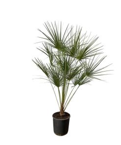 Chamaerops humilis auf Stamm (Zwergpalme) – ↕ 160 cm – Ø 28 cm