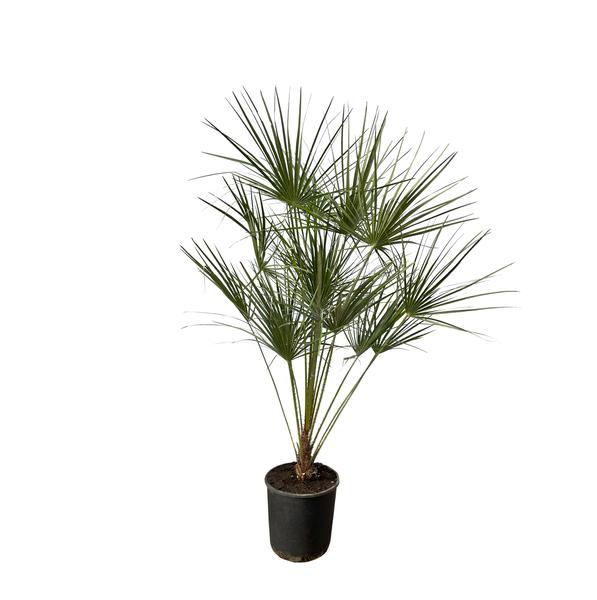 Chamaerops humilis auf Stamm (Zwergpalme) – ↕ 160 cm – Ø 28 cm