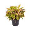 Aglaonema Salmon Fantasy (Rosa Fantasie) – ↕ 40 cm – Ø 19 cm