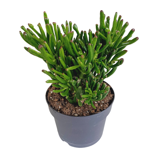 Crassula gollum (Gollum Jade) – Ø17 cm – ↕30-40 cm