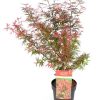 Acer palmatum ‚Shaina‘ (Japanischer Ahorn) – Ø19 cm – ↕70 cm