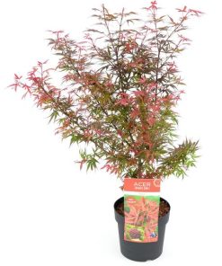 Acer palmatum ‚Shaina‘ (Japanischer Ahorn) – Ø19 cm – ↕70 cm