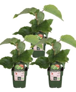 3x Actinidia deliciosa ‚Jenny‘ (Kiwi) – ↕ 45 cm – Ø 13 cm