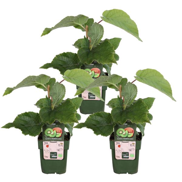 3x Actinidia deliciosa ‚Jenny‘ (Kiwi) – ↕ 45 cm – Ø 13 cm