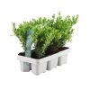 6x Ilex crenata ‚Jenny‘ (Japanische Stechpalme ‚Jenny‘) – 6 x Ø 7 cm – ↕ 15 cm – 6er-Pack