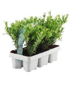 6x Ilex crenata ‚Jenny‘ (Japanische Stechpalme ‚Jenny‘) – 6 x Ø 7 cm – ↕ 15 cm – 6er-Pack