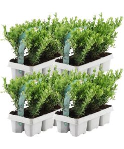 24x Ilex crenata ‚Jenny‘ (Japanische Stechpalme ‚Jenny‘) – 24 x Ø 7 cm – ↕ 15 cm – 4 x 6er-Pack