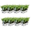 48x Ilex crenata ‚Jenny‘ (Japanische Stechpalme ‚Jenny‘) – 48 x Ø 7 cm – ↕ 15 cm – 8 x 6er-Pack