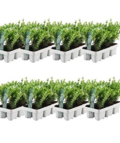 48x Ilex crenata ‚Jenny‘ (Japanische Stechpalme ‚Jenny‘) – 48 x Ø 7 cm – ↕ 15 cm – 8 x 6er-Pack