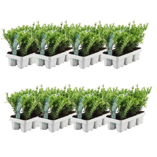 48x Ilex crenata ‚Jenny‘ (Japanische Stechpalme ‚Jenny‘) – 48 x Ø 7 cm – ↕ 15 cm – 8 x 6er-Pack