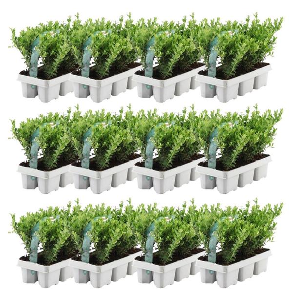 72x Ilex crenata ‚Jenny‘ (Japanische Stechpalme ‚Jenny‘) – 72 x Ø 7 cm – ↕ 25 cm – 12 x 6er-Pack