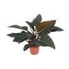 Philodendron Congo Red (Rotblättriger Baumfreund) – Ø 27 cm – ↕ 80 cm