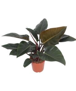 Philodendron Congo Red (Rotblättriger Baumfreund) – Ø 27 cm – ↕ 80 cm