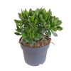 Crassula minova (Geldbaum) – Ø17 cm – ↕30-40 cm