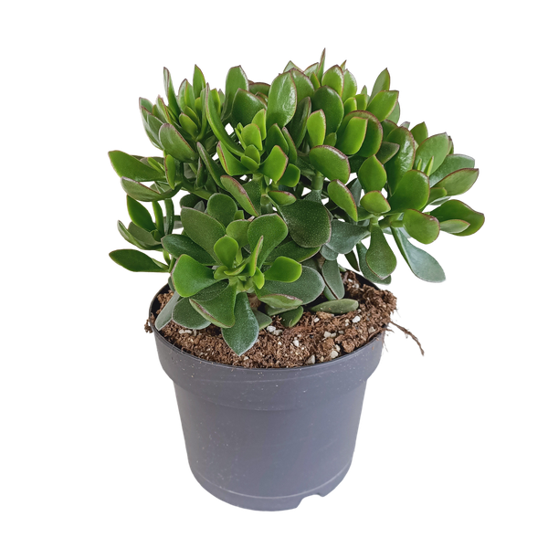 Crassula minova (Geldbaum) – Ø17 cm – ↕30-40 cm