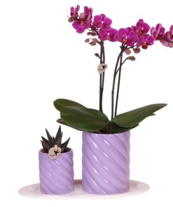 Kolibri Orchids | Geschenkset Optimismus Klein Lila | Grüne Pflanze mit orangefarbener Phalaenopsis Orchidee in Candy Zierpflanzentöpfen auf weißem organischen Tablett