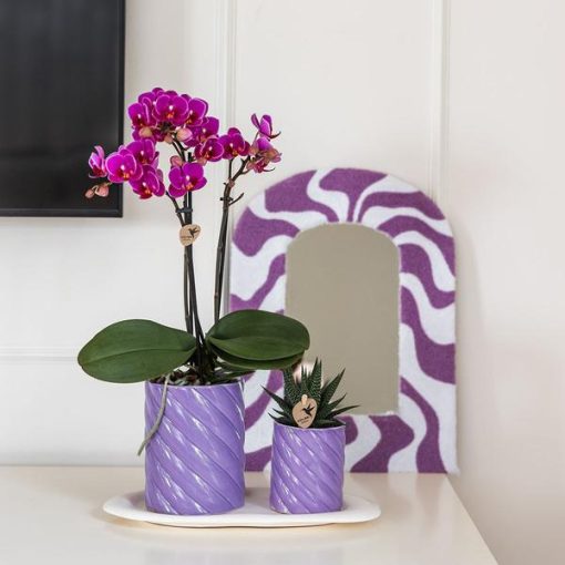 Kolibri Orchids | Geschenkset Optimismus Klein Lila | Grüne Pflanze mit orangefarbener Phalaenopsis Orchidee in Candy Zierpflanzentöpfen auf weißem organischen Tablett – Bild 2