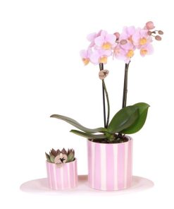 Kolibri Orchids | Geschenkset Mediterranean Sunset Klein | Grüne Pflanze mit Rosa Phalaenopsis Orchidee Andorra in Painted Stripe Zierpflanzentöpfen auf Weißem Organischen Tablett