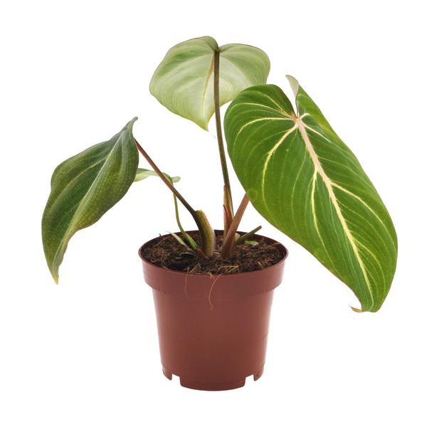 Philodendron selloum Atom (Baumfreund Atom) – ↕ 25 cm – Ø 12 cm